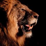 Imposto de Renda 2026: prazo para declarar começa em 23 de março e vai até 29 de maio