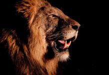 Imposto de Renda 2026: prazo para declarar começa em 23 de março e vai até 29 de maio