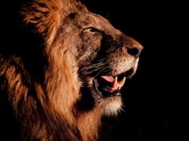 Imposto de Renda 2026: prazo para declarar começa em 23 de março e vai até 29 de maio