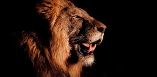 Imposto de Renda 2026: prazo para declarar começa em 23 de março e vai até 29 de maio